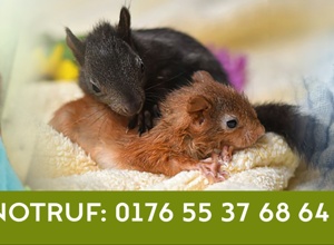 Video - Eichhörnchen Grundversorgung (Futter, Tierarzt)