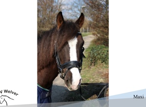 Mehr Ponypower für unseren Schulbetrieb