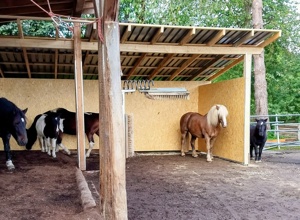 Video - Hof Heiterkeit - Gemeinsam stark mit Pferden