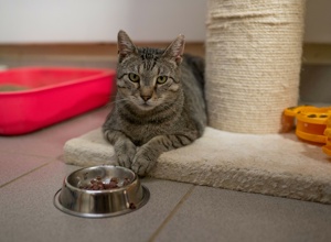 Eine Spülmaschine für das Tierheim Hodenhagen