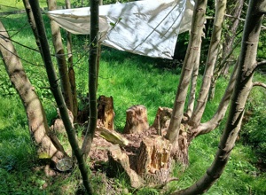 Natur- und Waldspielgelände Forsthart - Sanierung