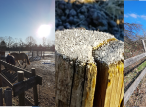 Unsere Farm soll schöner werden