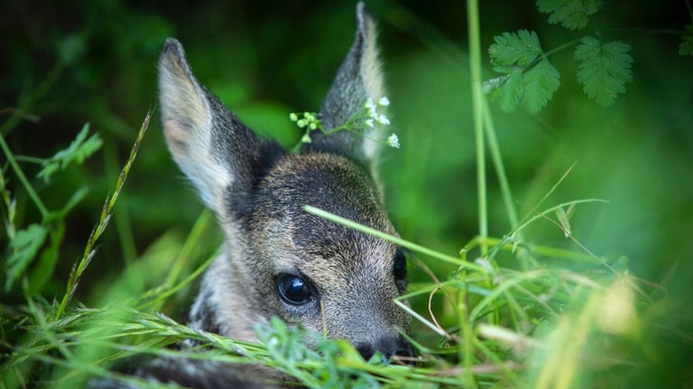 Drohnen für Save the Kitz