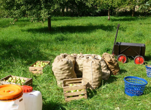Hoch-Entaster für Obstbaumwiese