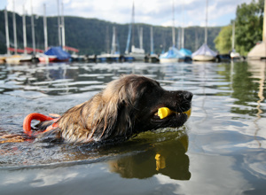 Ein Schlauchboot für den Hundesport