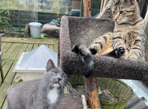 Eine neue Katzenterrasse für unseren Tierschutzhof