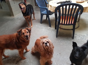 Hundeheim artgerecht ausbauen