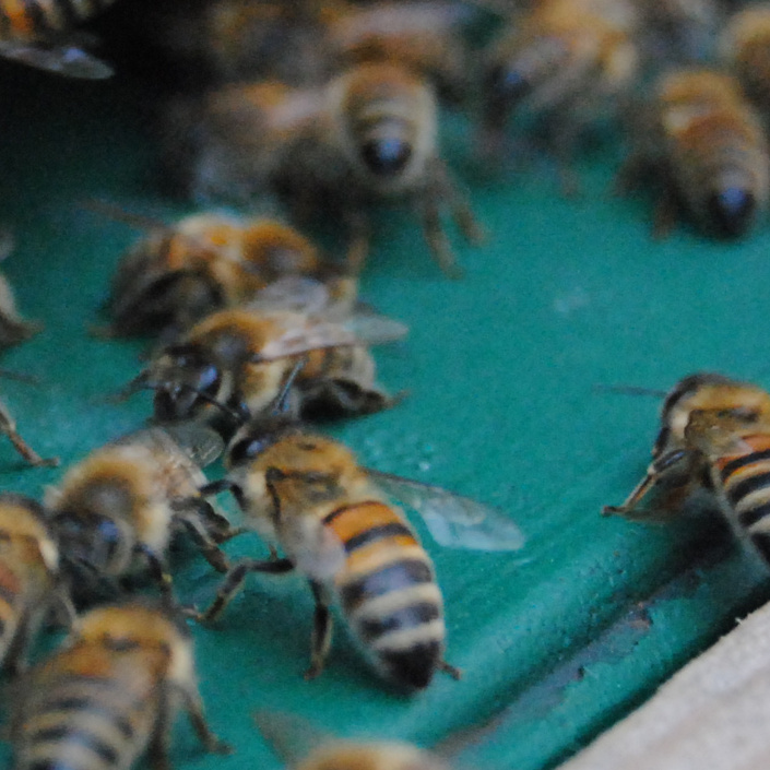 Nachhaltige Bildung durch Bienenpatenschaft