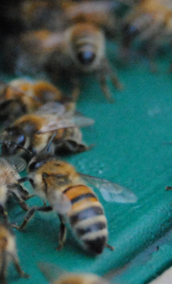 Nachhaltige Bildung durch Bienenpatenschaft