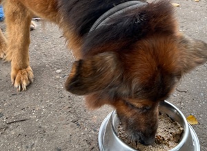 Eine Spülmaschine für das Tierheim Hodenhagen