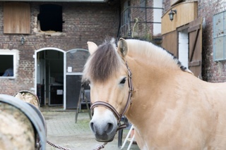 Ponyreiten für Kinder