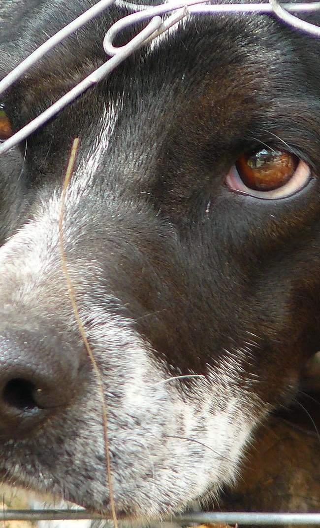 Aufbau Tierrettung für Mayen-Koblenz