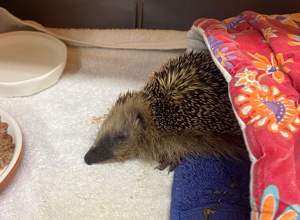 Lebensrettender Inkubator für das