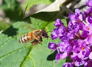 Den Bienen auf der Spur - Praxiskurs für Kinder u. Jugendliche