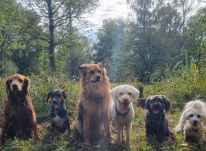 Projekt Pflegestellen & Gnadenbrotplätze für Tiere