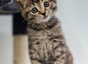 Tierheim Katzenbüro - Futterküche Umzug