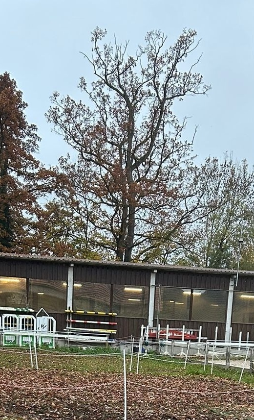 Sanierung der Winterpaddocks für Schul-, Freizeit- und Turnierpferde