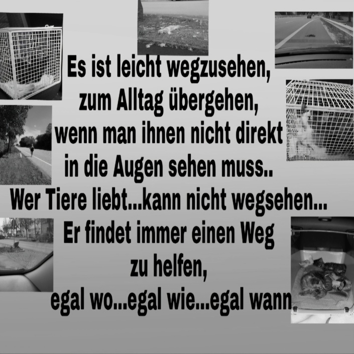 Unsere akuten Notfellchen Chester und Tiger