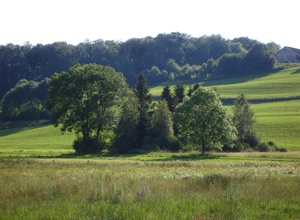 Hinterwälder-Weideprojekt