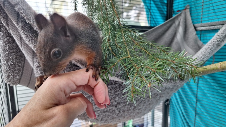 Artenschutzprojekt Eichhörnchen (Aufzucht und Auswilderung)