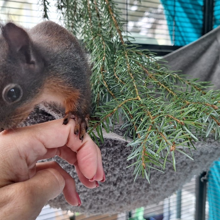 Artenschutzprojekt Eichhörnchen (Aufzucht und Auswilderung)