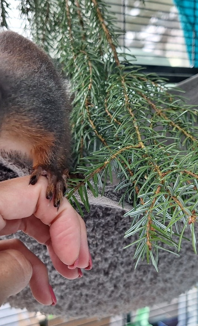 Artenschutzprojekt Eichhörnchen (Aufzucht und Auswilderung)