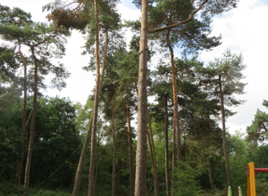 Sanierung Wald-Spielplatz "Am Flüddert"