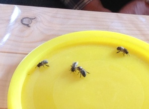 Erweiterung Lehrbienenstand Altenthann