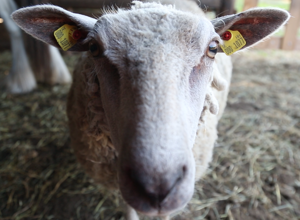 Eine neue Weide für unsere Tiere