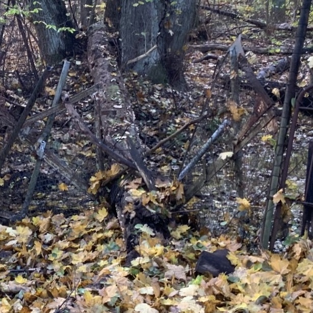 Wildzaun für die Jugendschule Strausberg