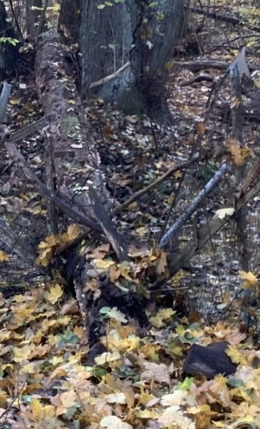 Wildzaun für die Jugendschule Strausberg