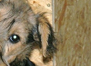 Hütten für unser Tierheim in Ungarn