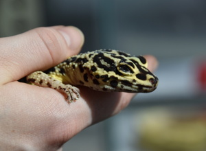 Stilles Leid stoppen – Forschung zu Leopardgeckos
