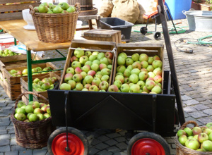 Hoch-Entaster für Obstbaumwiese
