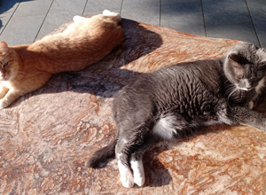 Smilla und Sammy