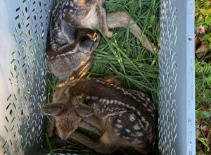 Rehkitzrettung-  Drohnen retten Kitze