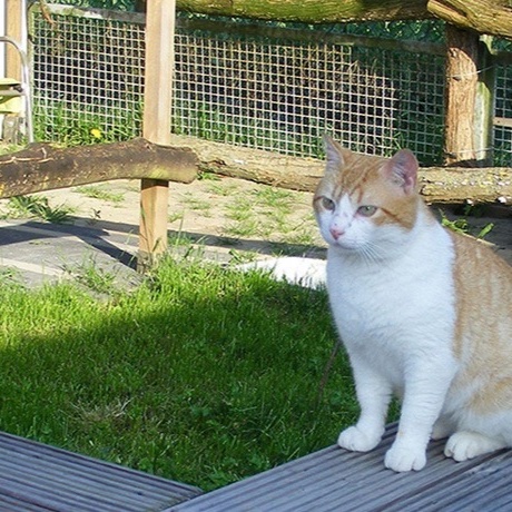 Erweiterung des Katzengeheges