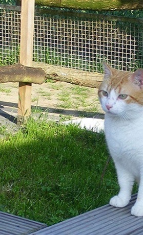Erweiterung des Katzengeheges