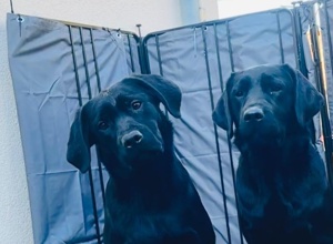 Tierärztliche Eignungsuntersuchungen für 2 Labrador Retriever