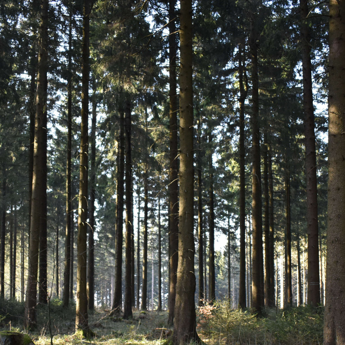 Waldwoche im Zwergenland