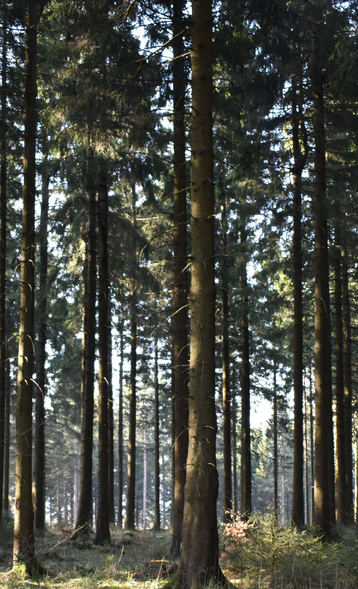 Waldwoche im Zwergenland